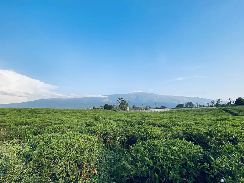 From Leaf to Highway: Chasing America's Quiet Tea Harvest